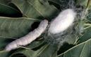 Silkworm larvae